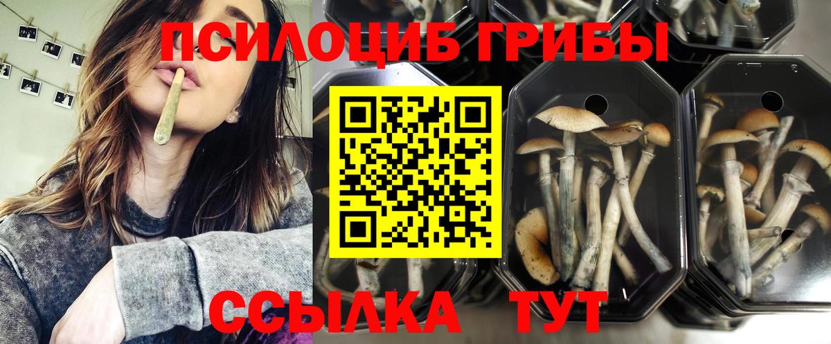 Псилоцибиновые грибы прущие грибы Тутаев